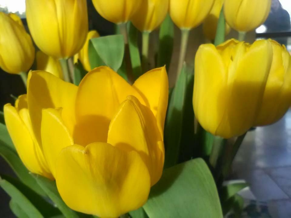 تارانتو B&B Il Tulipano المظهر الخارجي الصورة